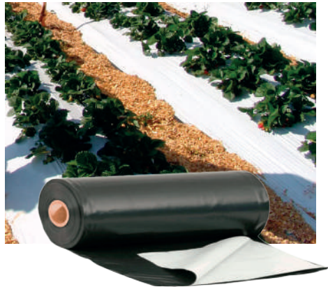 Lonas para Morango Mulching Preto e Branco
