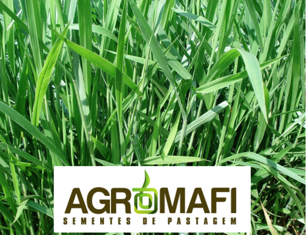 Brachiarias e Panicuns AgroMafi Brachiarias e Panicuns AgroMafi